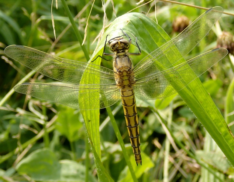 Orthetrum albistylum... anzi, cancellatum